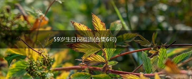 59岁生日祝福语(合集6句),第1张