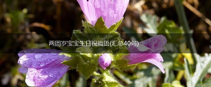 两周岁宝宝生日祝福语(汇总40句),第1张