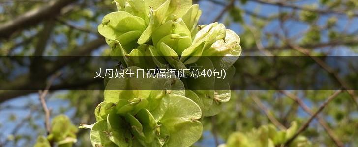 丈母娘生日祝福语(汇总40句),第1张