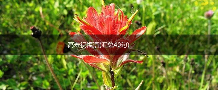 高寿祝福语(汇总40句),第1张