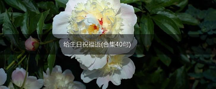 给生日祝福语(合集40句),第1张