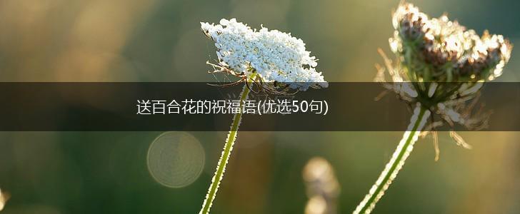 送百合花的祝福语(优选50句),第1张