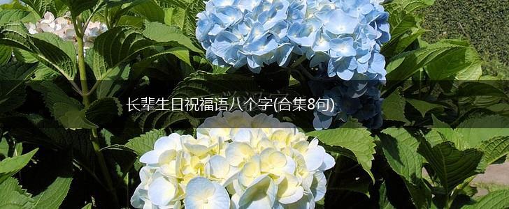 长辈生日祝福语八个字(合集8句),第1张