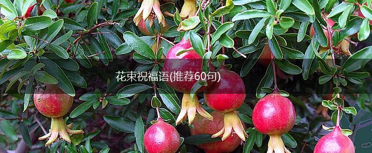 花束祝福语(推荐60句),第1张