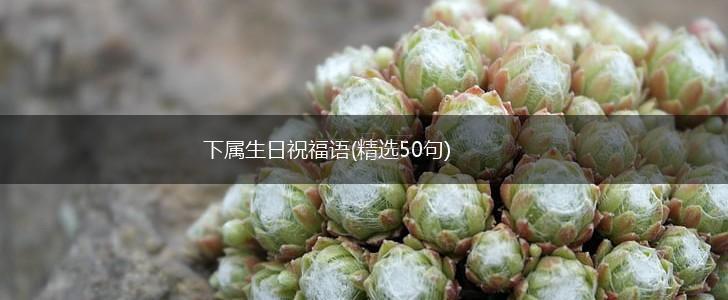 下属生日祝福语(精选50句),第1张