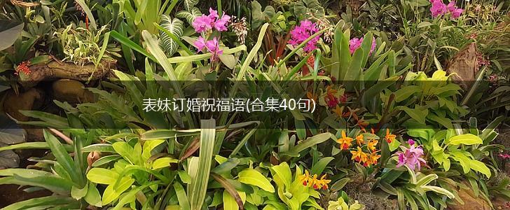 表妹订婚祝福语(合集40句),第1张