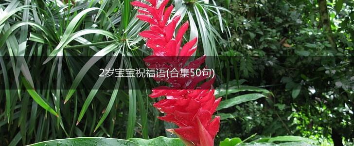 2岁宝宝祝福语(合集50句),第1张