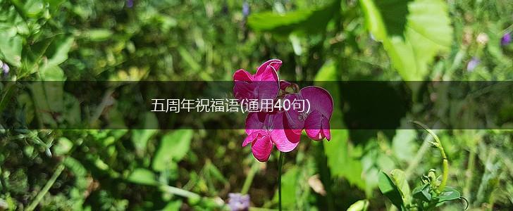 五周年祝福语(通用40句),第1张