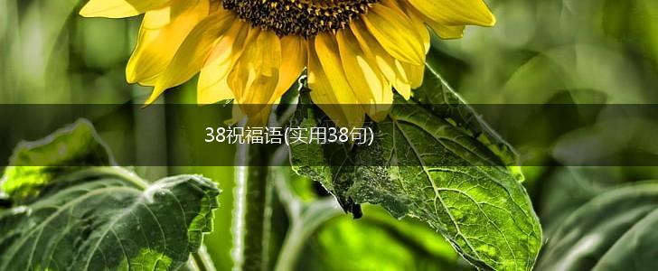 38祝福语(实用38句),第1张