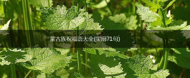 蒙古族祝福语大全(实用71句),第1张