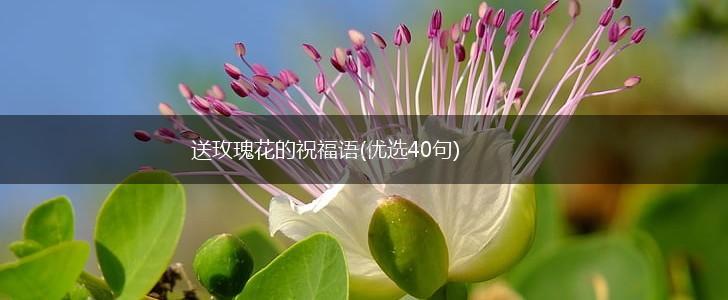 送玫瑰花的祝福语(优选40句),第1张