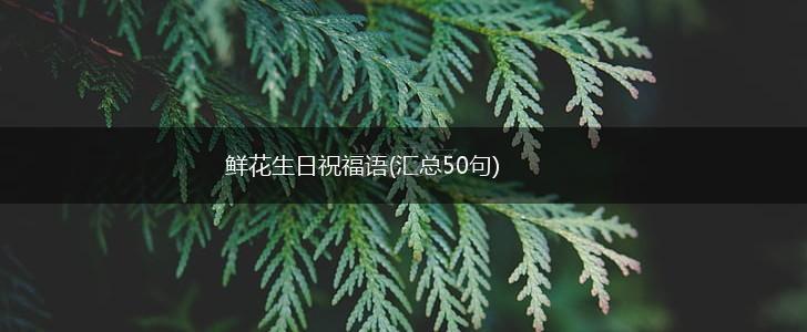 鲜花生日祝福语(汇总50句),第1张