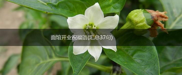 面馆开业祝福语(汇总37句),第1张