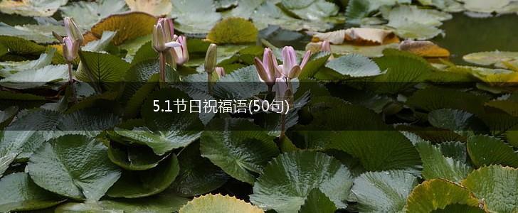 5.1节日祝福语(50句),第1张