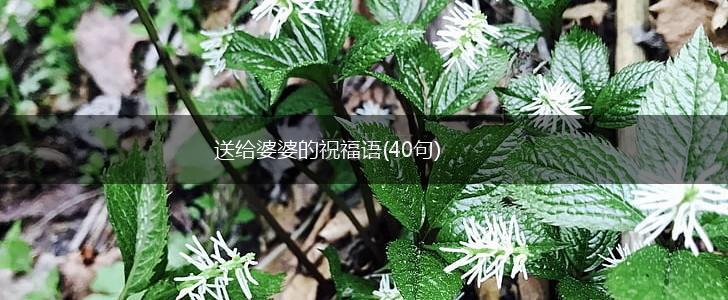 送给婆婆的祝福语(40句),第1张