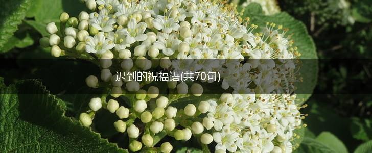 迟到的祝福语(共70句),第1张