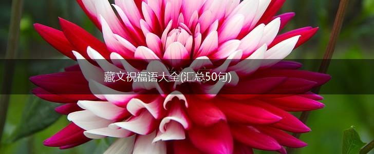 藏文祝福语大全(汇总50句),第1张