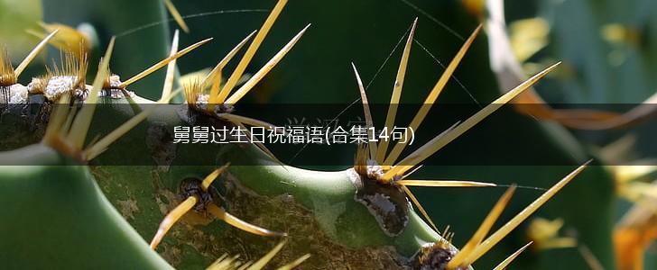 舅舅过生日祝福语(合集14句),第1张