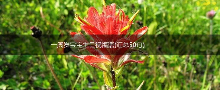 一周岁宝宝生日祝福语(汇总50句),第1张