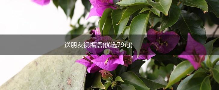 送朋友祝福语(优选79句),第1张