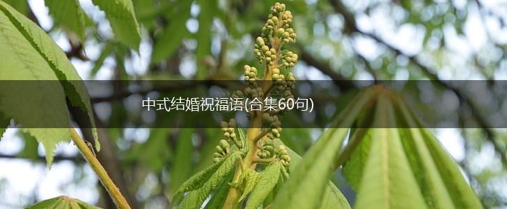 中式结婚祝福语(合集60句),第1张