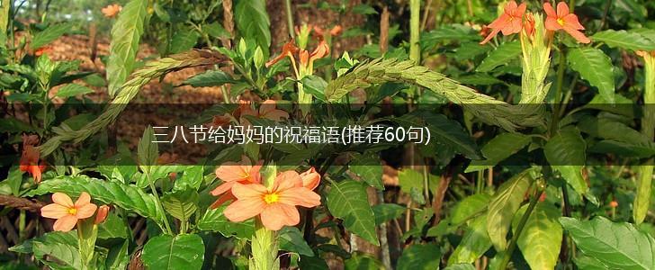 三八节给妈妈的祝福语(推荐60句),第1张