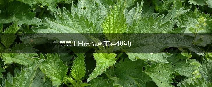 舅舅生日祝福语(推荐40句),第1张